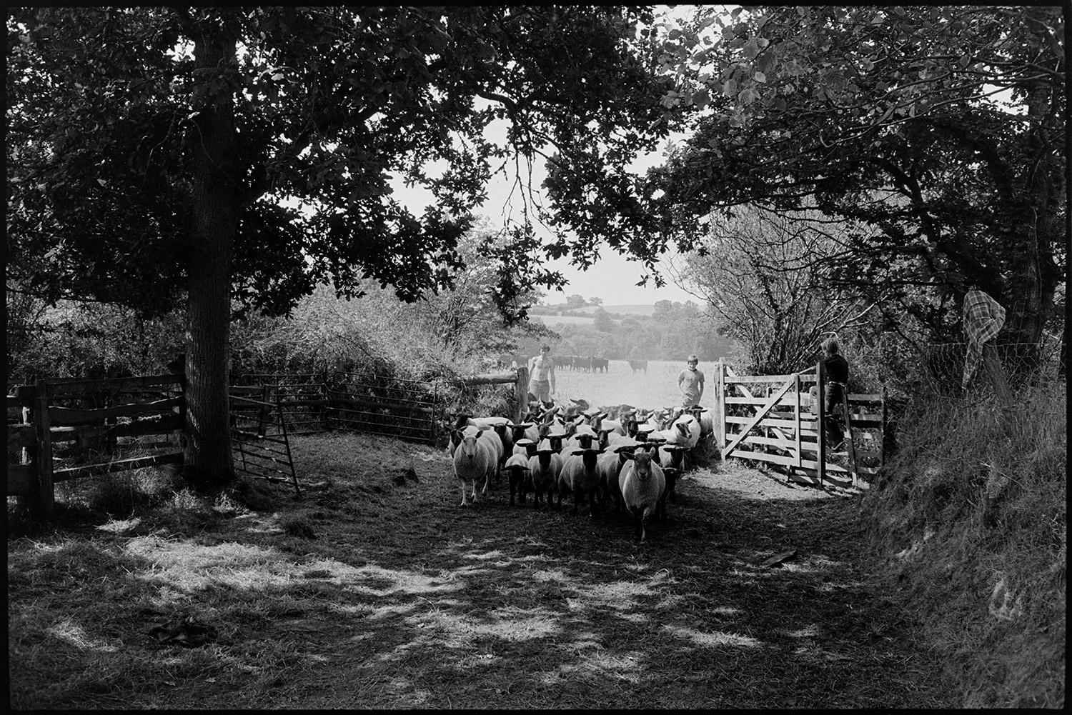 A man and two boys herding sheep out of a field into a lane at Parsonage, Iddesleigh. One of the boys is holding the field gate open.