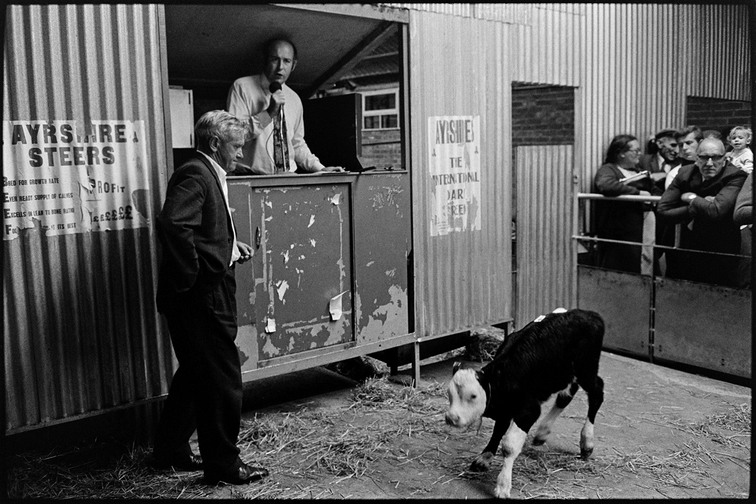 Taking calves to market in pickup van, calves in pens and Auctioneer. 
[A man presenting a calf in a ring at Hatherleigh Market. The auctioneer selling the calf is speaking into a microphone from a kiosk by the show ring.]