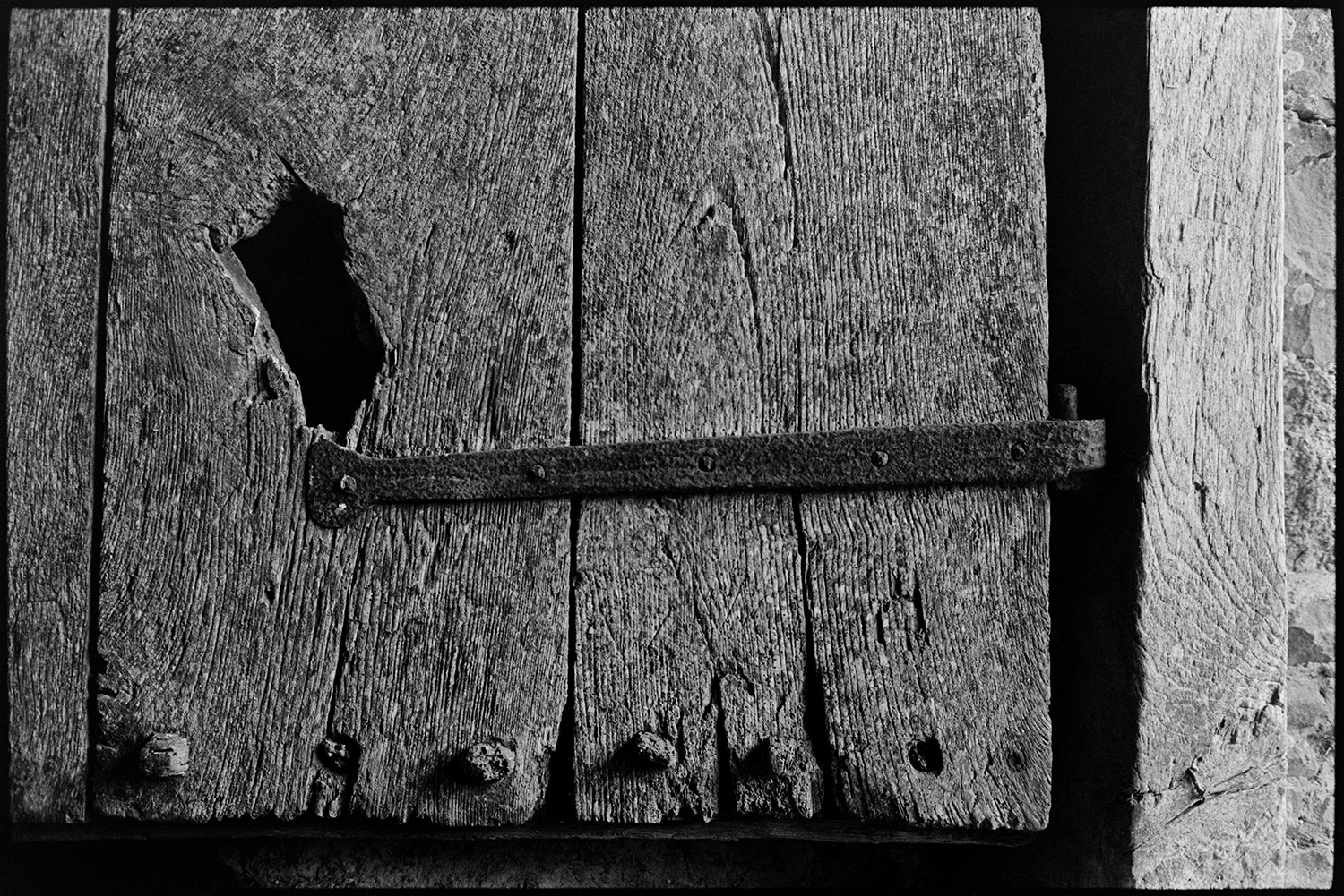 Ancient barn door with wooden pegs. 
[A close up view of an old wooden barn stable door with a metal hinge and wooden pegs at Parsonage, Iddesleigh.]