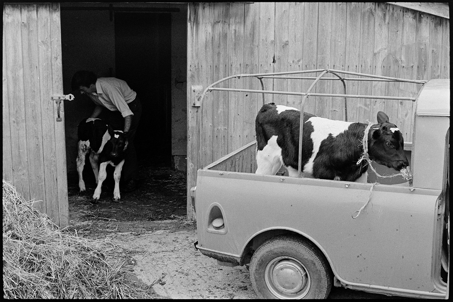 Taking calves to market in pickup van, calves in pens and Auctioneer. 
[David or Graham Ward loading a calf onto a pick up truck at Parsonage, Iddesleigh, to be taken to market. One calf is already tethered in the truck.]