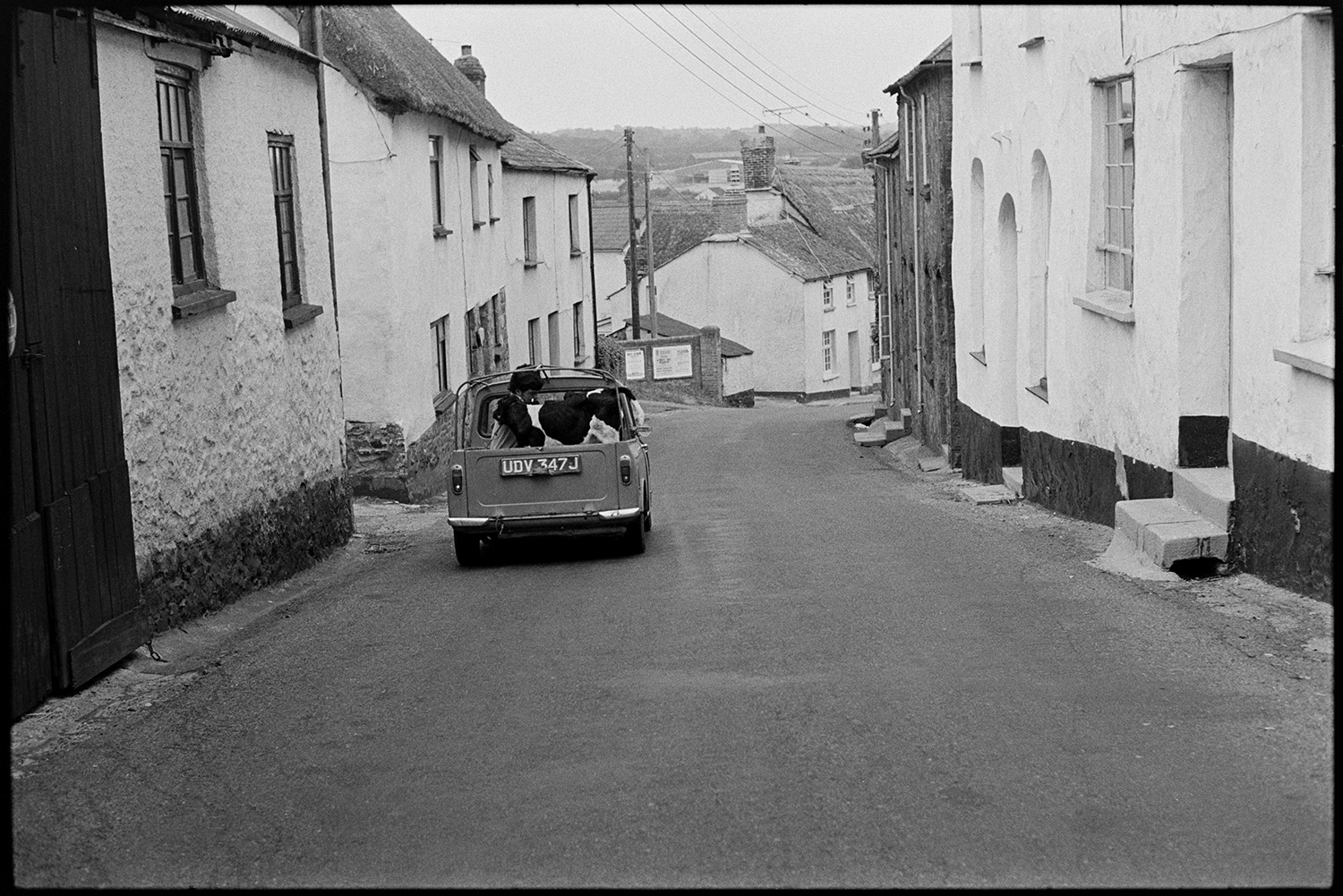 Taking calves to market in pickup van, calves in pens and Auctioneer. 
[Graham Ward and David ward driving two calves, in a pick up truck, through a street with thatched cottages in Iddesleigh on their way to a market. One of the men is sat in the back of the pick up truck.]