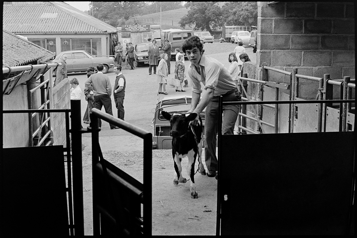 Taking calves to market in pickup van, calves in pens and Auctioneer. 
[David Ward taking a calf into Hatherleigh market to be sold. Parked cars and people are visible outside the market.]