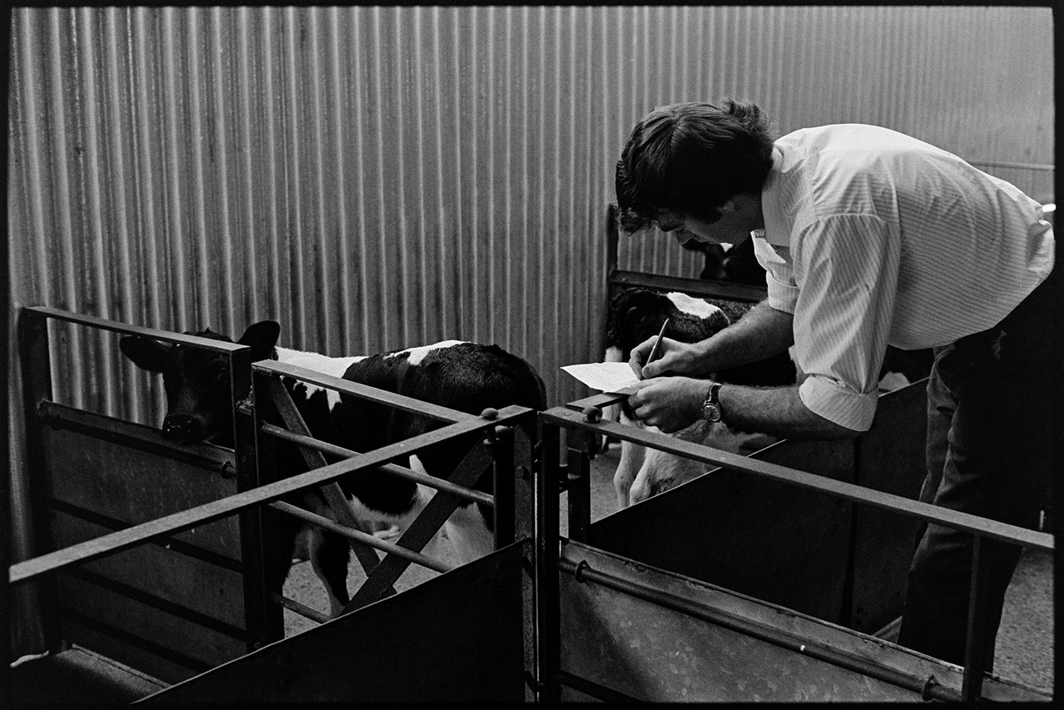 Taking calves to market in pickup van, calves in pens and Auctioneer. 
[Graham Ward making resting on a calf pen at Hatherleigh Market to make notes.]