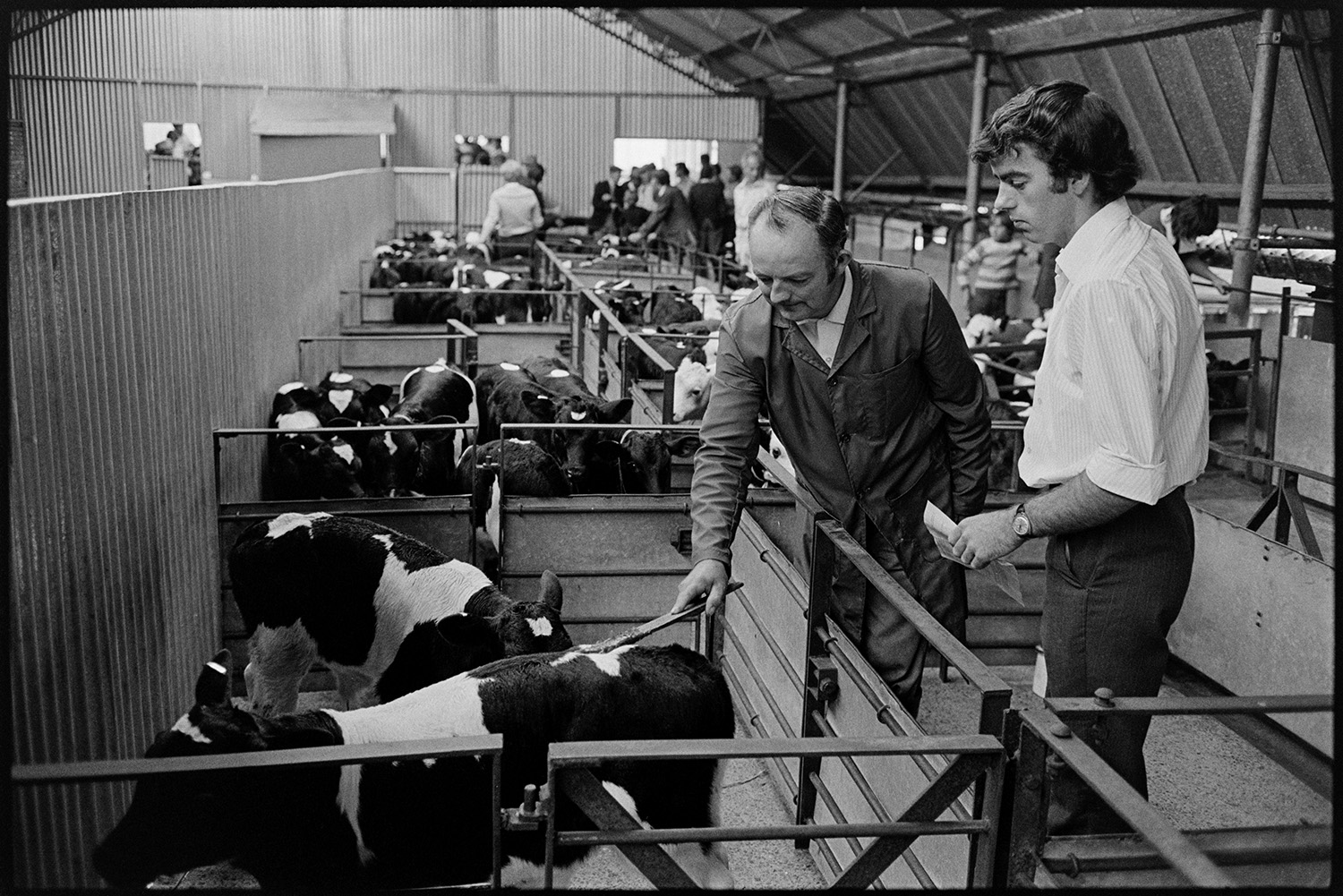 Taking calves to market in pickup van, calves in pens and Auctioneer. 
[Graham Ward talking to another man about two calves in a pen at Hatherleigh Market. Other people and calves can be seen in the background.]