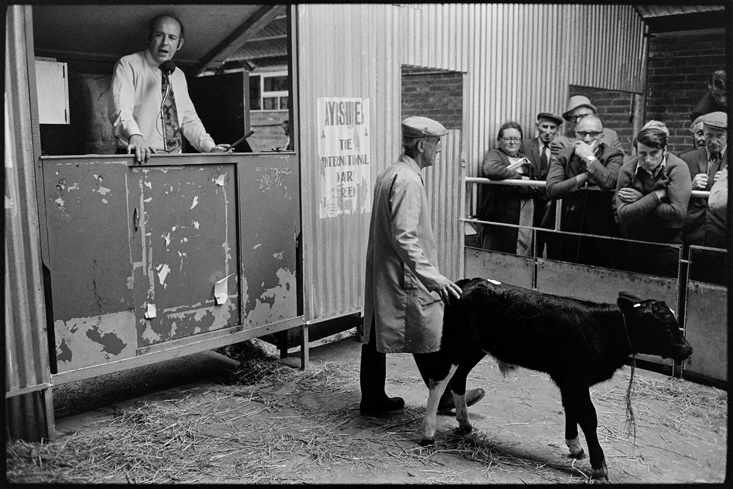 Calves being auctioned at market, Auctioneer. 
[A calf being auctioned at Hatherleigh Market. A man is showing the cow in a ring to prospective buyers. The auctioneer is speaking into a microphone from a kiosk by the ring. Olive Bennett can be seen in the crowd watching the calf.]