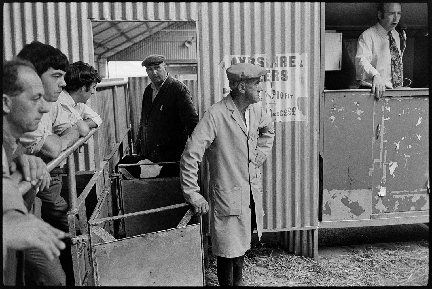 Calves being auctioned at market, Auctioneer. 
[Graham ward and David Ward watching calves enter the ring to be auctioned at Hatherleigh Market. The auctioneer is speaking into a microphone from a kiosk by the ring.]