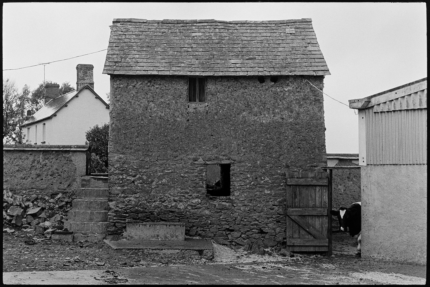 Cows in yard with cob barn. 
[A cow walking into the farmyard at Parsonage, Iddesleigh, by a stone, cob and tiled barn.]