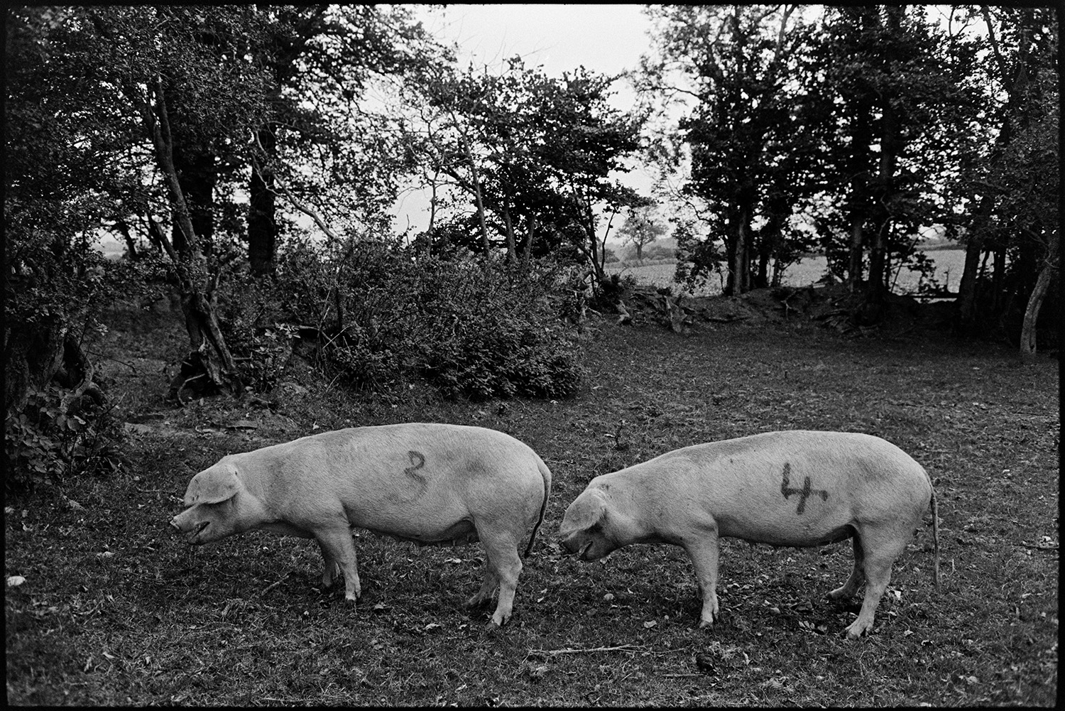 Two pigs in field. 
[Two pigs foraging by a hedge in a field at Parsonage, Iddesleigh. They are numbered '3' and '4' respectively.]