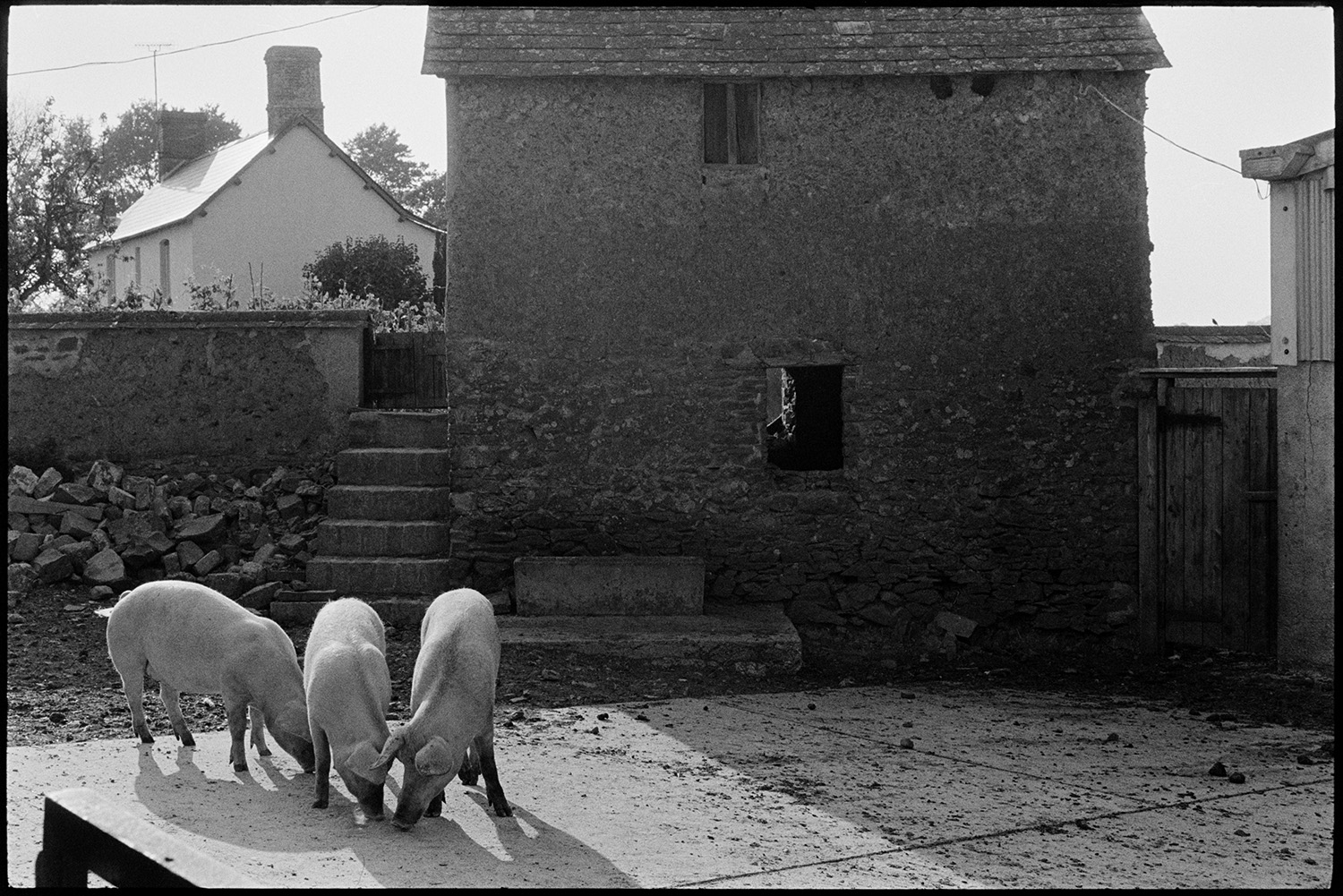 Pigs in farmyard. 
[Three pigs in the farmyard at Parsonage, Iddesleigh. They are stood in front of a stone, cob and tiled barn.]