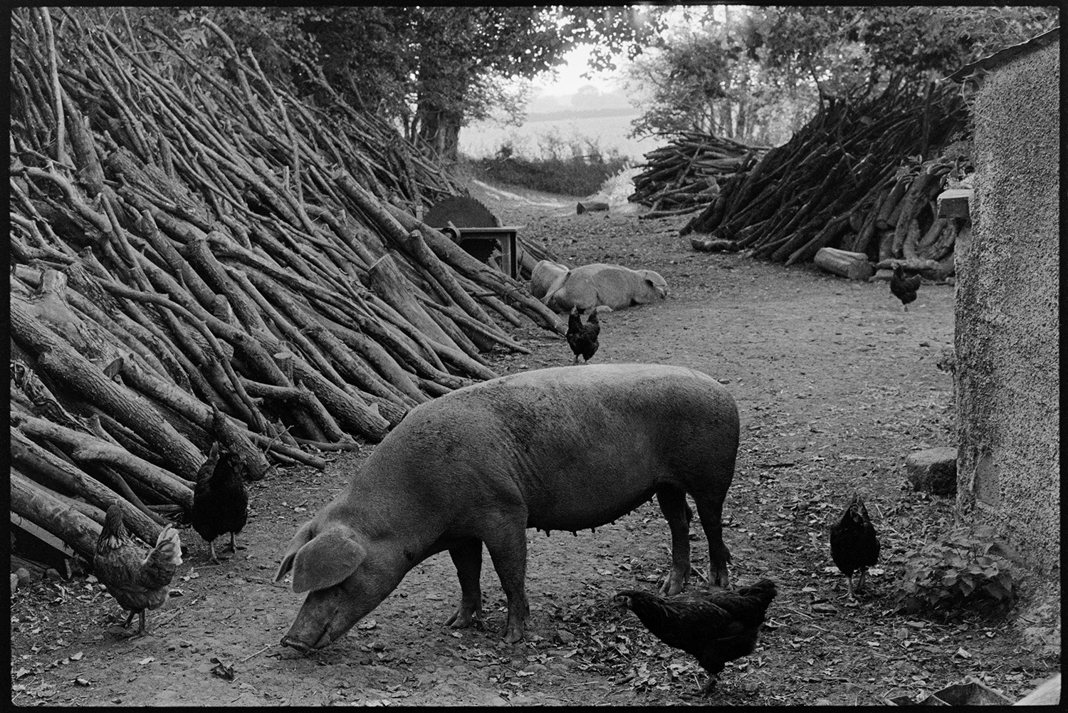 Pigs in farmyard. 
[Pigs and chickens in a farm track at Parsonage, Iddesleigh. Woodpiles can be seen on either side of the track , as well as a circular saw.]