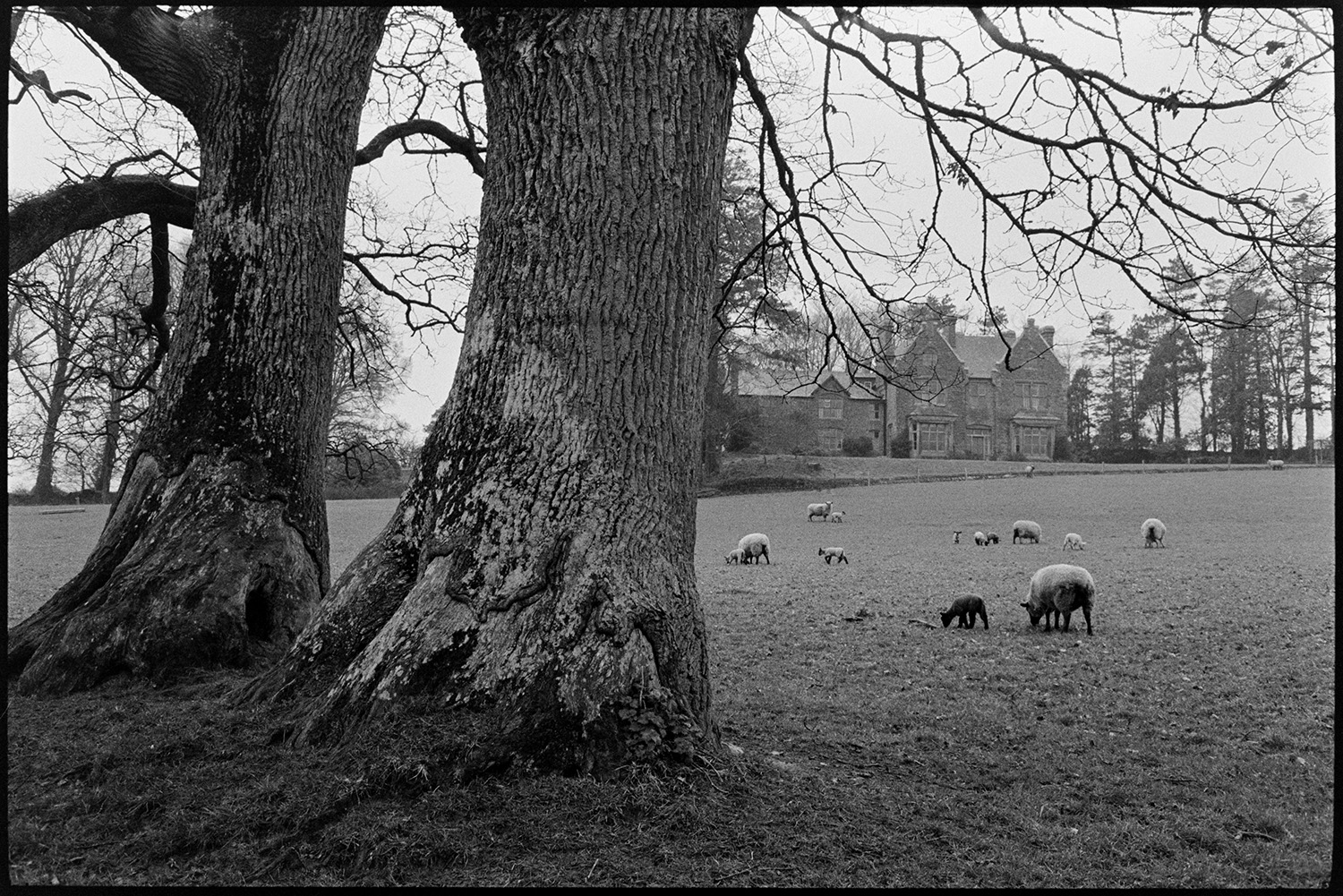 Sheep, lambs, in front of house. 
[Sheep and lambs grazing by two large tree trunks, in a field in front of Nethercott House, Iddesleigh.]