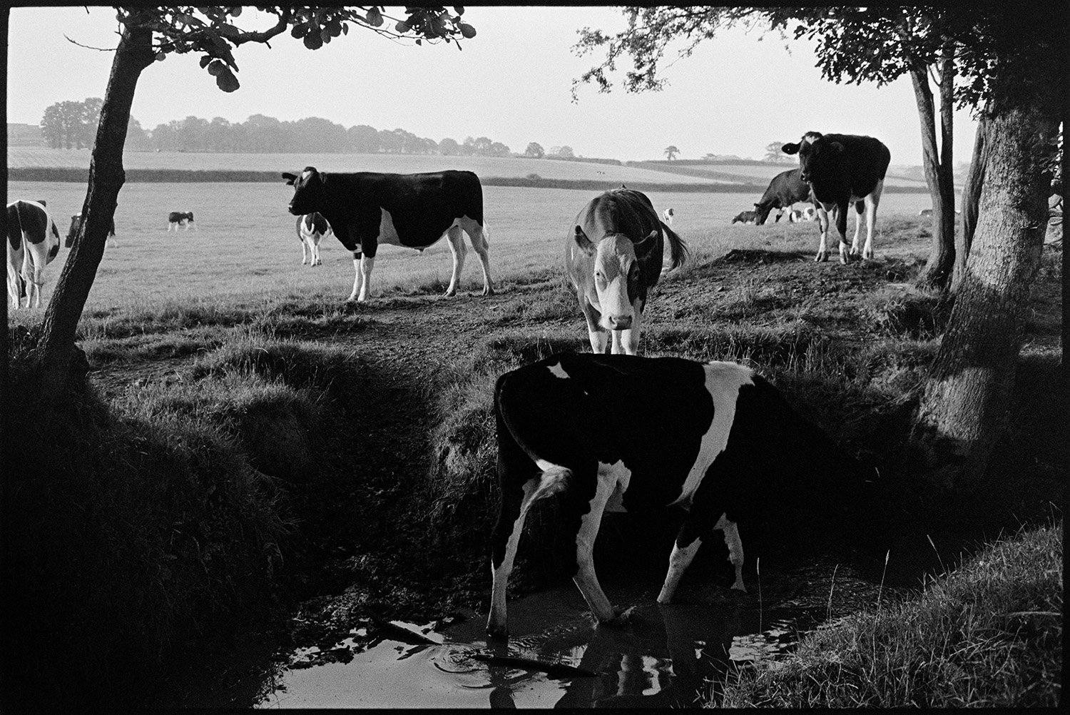 Cows cooling off in stream. 
[Cows cooling off in a stream running by a field at Parsonage, Iddesleigh. A landscape of tress, fields and hedges can be seen in the background.]