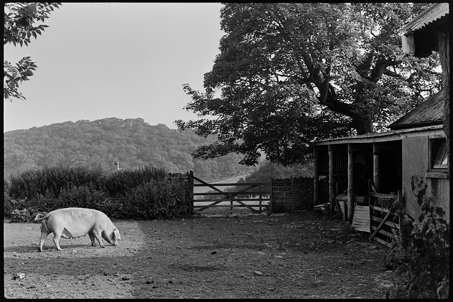 Pig in yard. 
[A pig in the farmyard at Farms for City Children, Nethercott, Iddesleigh. A barn and field gate are also visible and woodland can be seen in the background.]