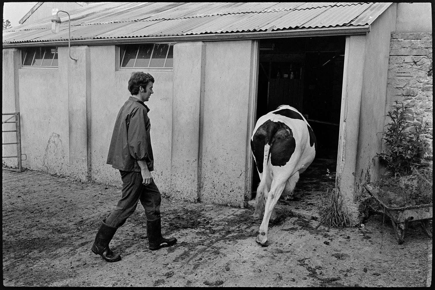 Graham Ward herding a cow into the milking parlour at Parsonage Farm, Iddesleigh.