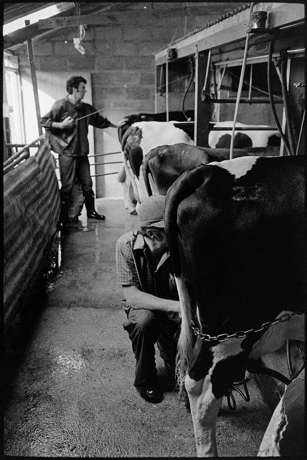 Graham Ward and David Ward milking cows in the milking parlour at Parsonage Farm, Iddesleigh.