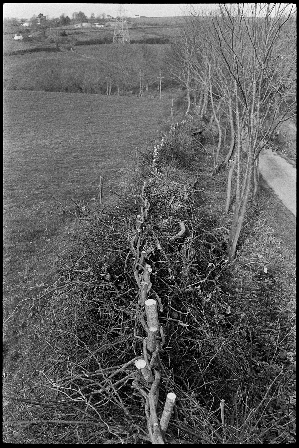 Cut and laid hedge, not in style of Devon hedges.
[A view along a hedge which has been laid in North Devon. Fields, trees and electricity pylons can be seen in the background.]