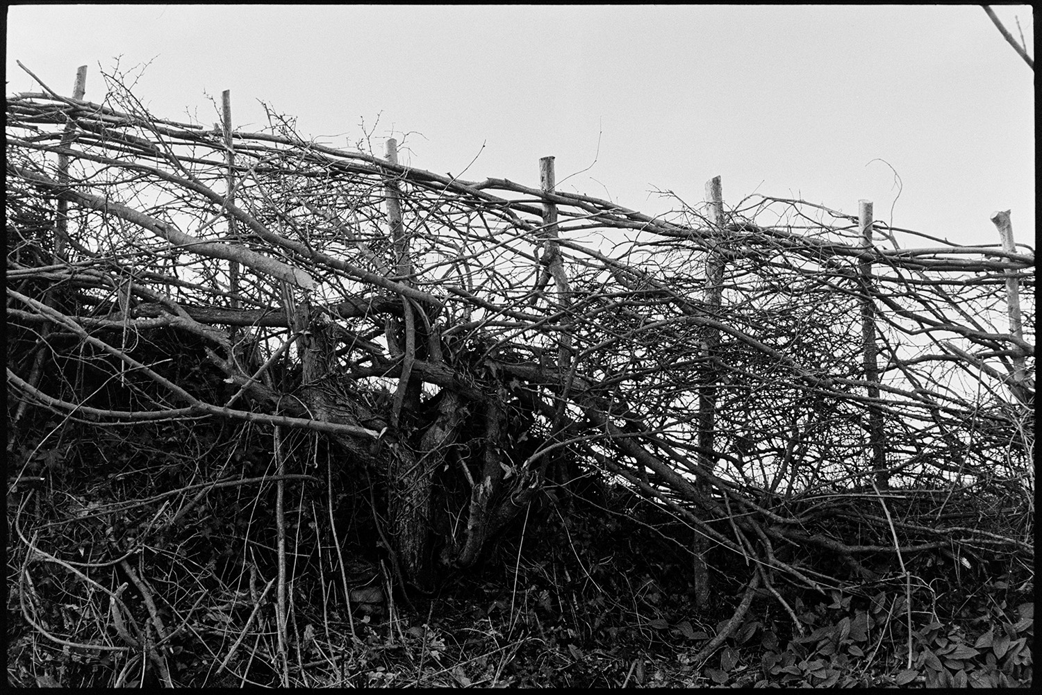 Cut and laid hedge, not in style of Devon hedges.
[A close up view of a section of a hedge which has been laid in North Devon.]