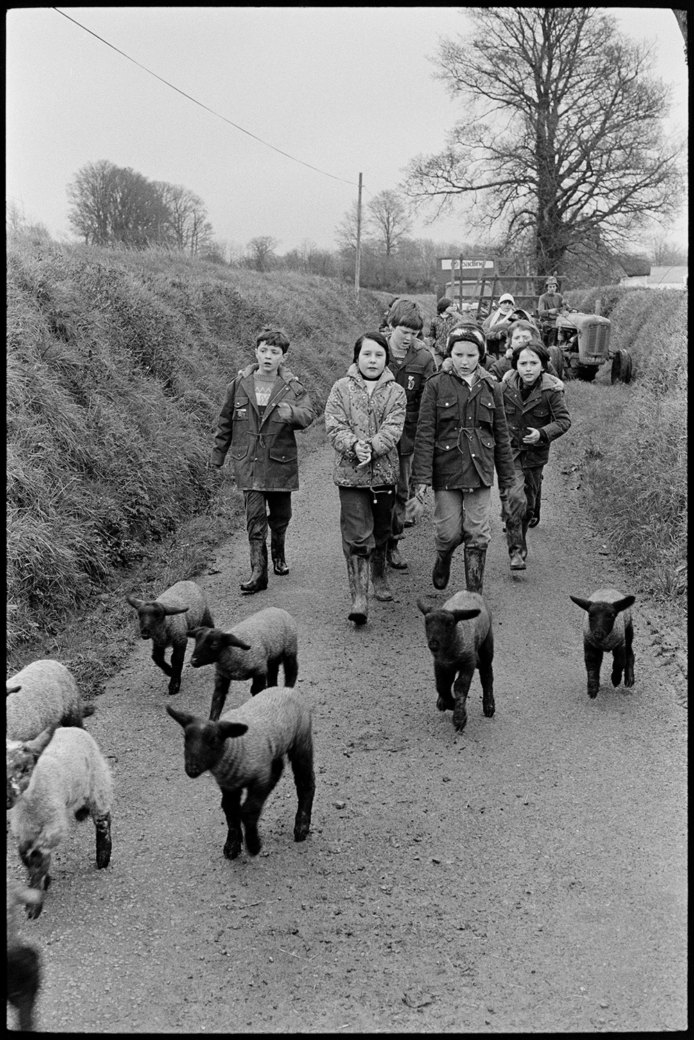 Checking ewes and lambs. 
[A group of children visiting Farms for City Children and herding ewes and lambs along a road at Parsonage, Iddesleigh. Graham Ward is following behind them on a tractor.]