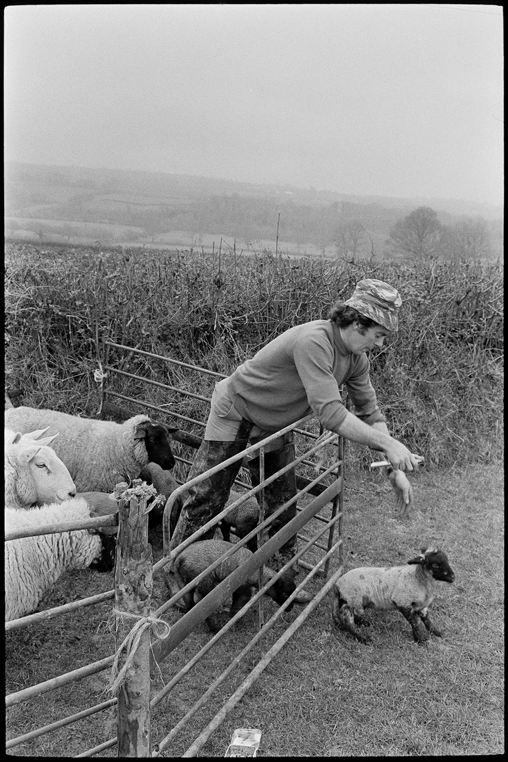 Checking ewes and lambs. 
[Graham Ward checking ewes and lambs in a pen in a field at Parsonage, Iddesleigh.]