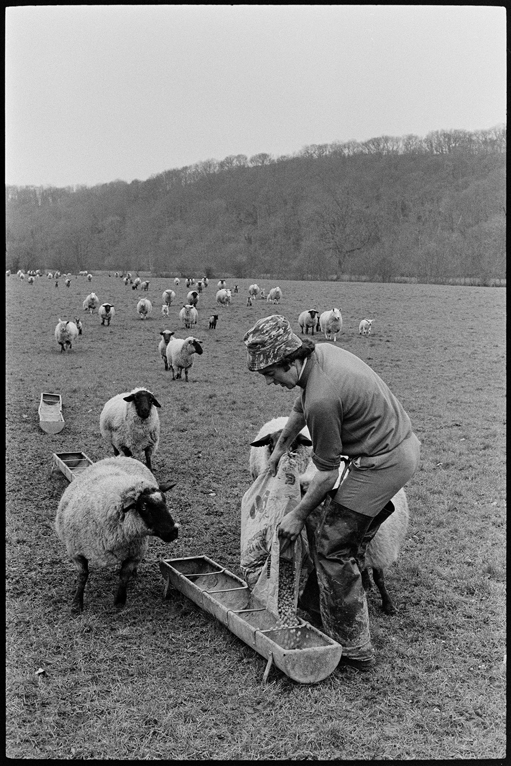 Sorting ewes and lambs in pen and feeding them. 
[Graham Ward feeding lambs and ewes in a field at Parsonage, Iddesleigh. He is empting a sack of feed into a trough.]