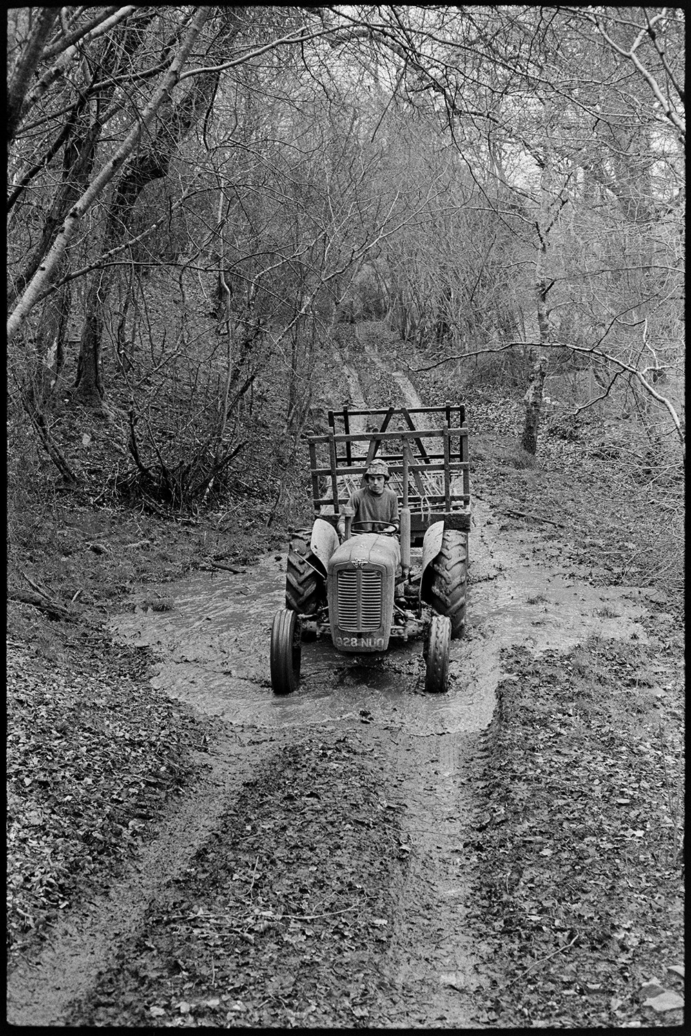 Sorting ewes and lambs in pen and feeding them. 
[Graham Ward driving a tractor and trailer along a muddy track at Parsonage Iddesleigh. Trees line the track.]