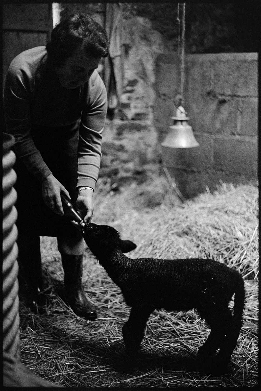 Woman hand feeding lamb with bottle. 
[Hettie Ward bottle feeding a lamb in a barn at Parsonage, Iddesleigh.]