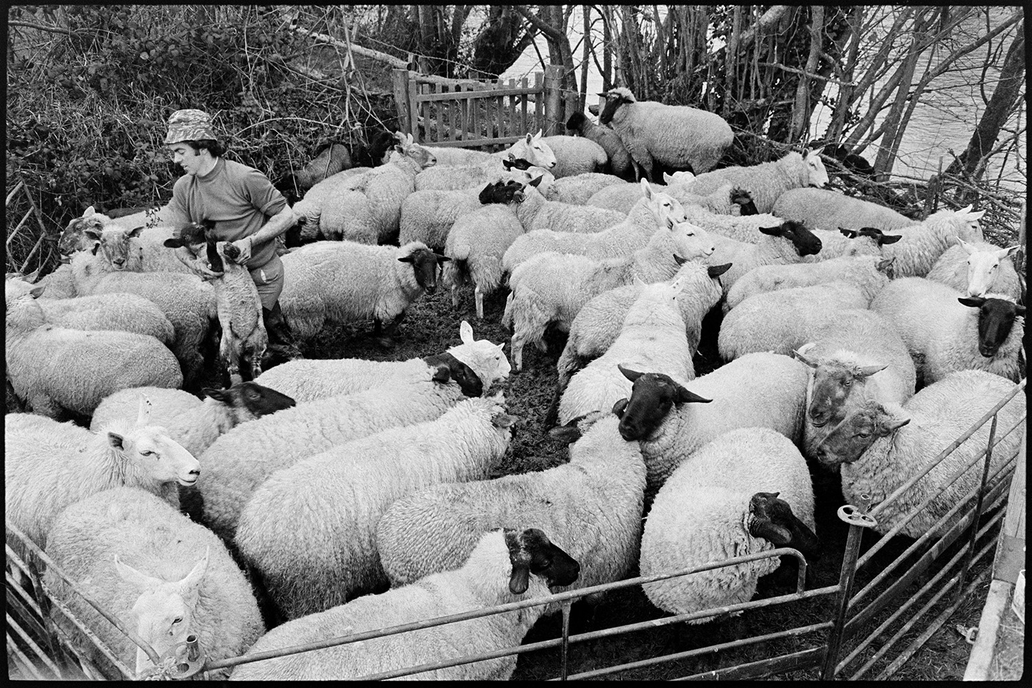 Sorting ewes and lambs in pen and feeding them. 
[Graham ward sorting lambs and ewes in a pen by a river at Parsonage, Iddesleigh.]