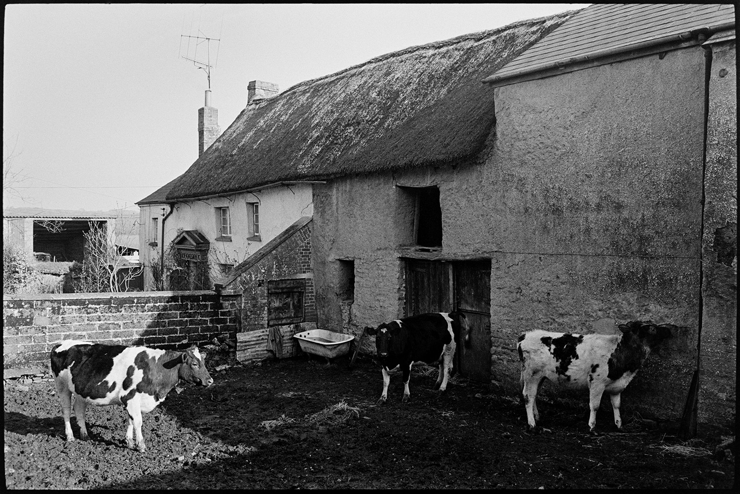 Farmyard with cows. 
[Three cows in a muddy farmyard with an old bath tub by a cob barn at Kings Nympton. A thatch and cob farmhouse is attached to the barn.]