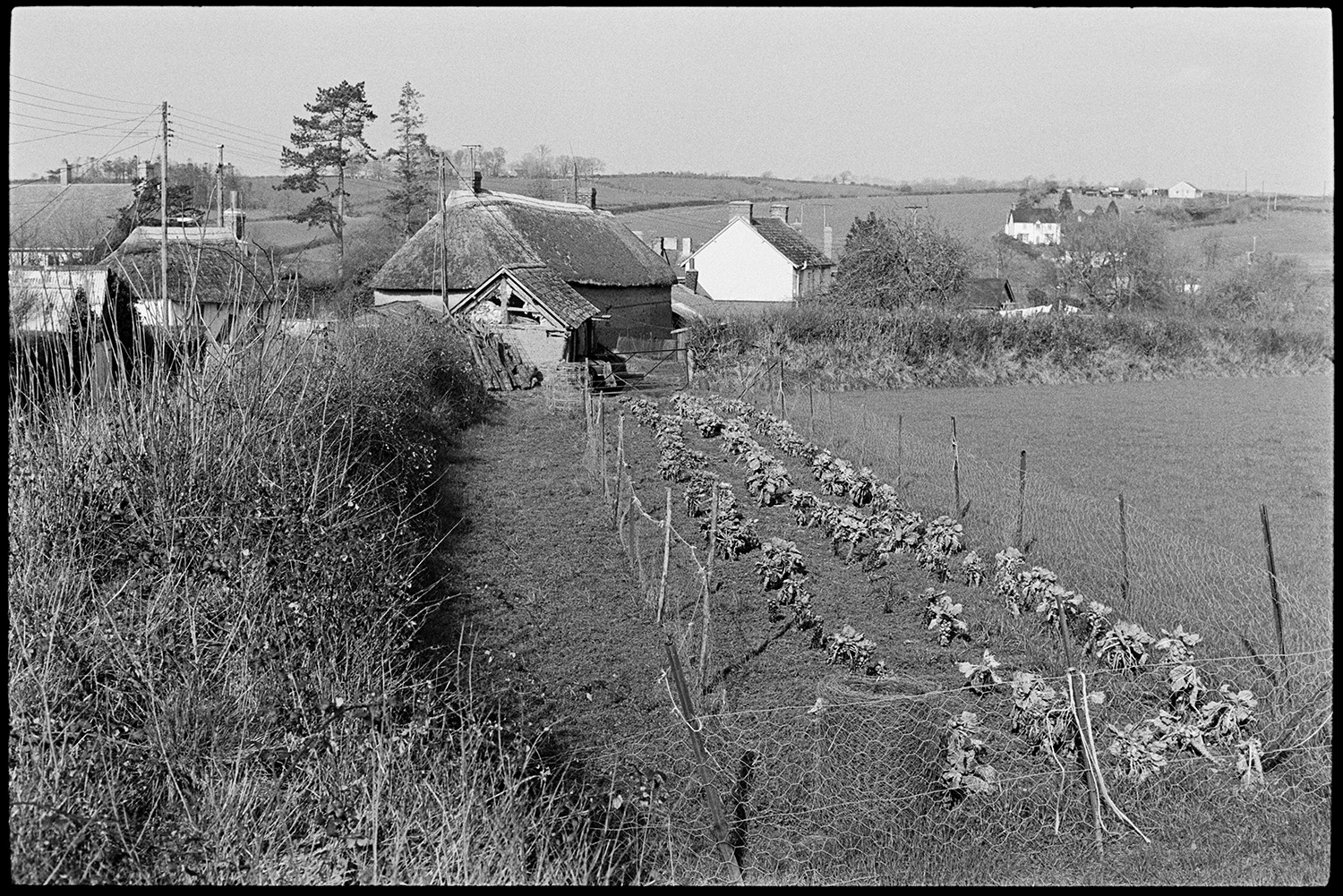 Cob and thatch cottages. 
[A vegetable patch, possibly potatoes, inside a chicken wire fence at the edge of a field in Monkokehampton. Cob and thatch cottages can be seen in the background.]