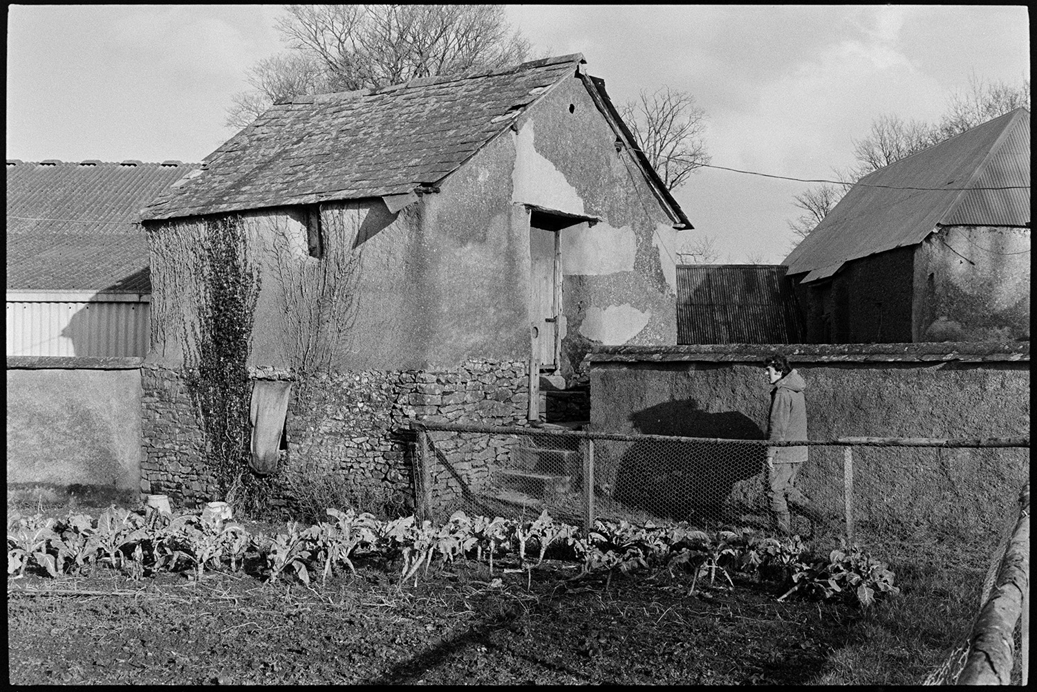 Farmer checking ewes and lambs and feeding in barn. 
[Graham ward walking past a small vegetable patch toward a cob, stone and tiled barn at Parsonage, Iddesleigh. He is going to check on ewes and lambs.]