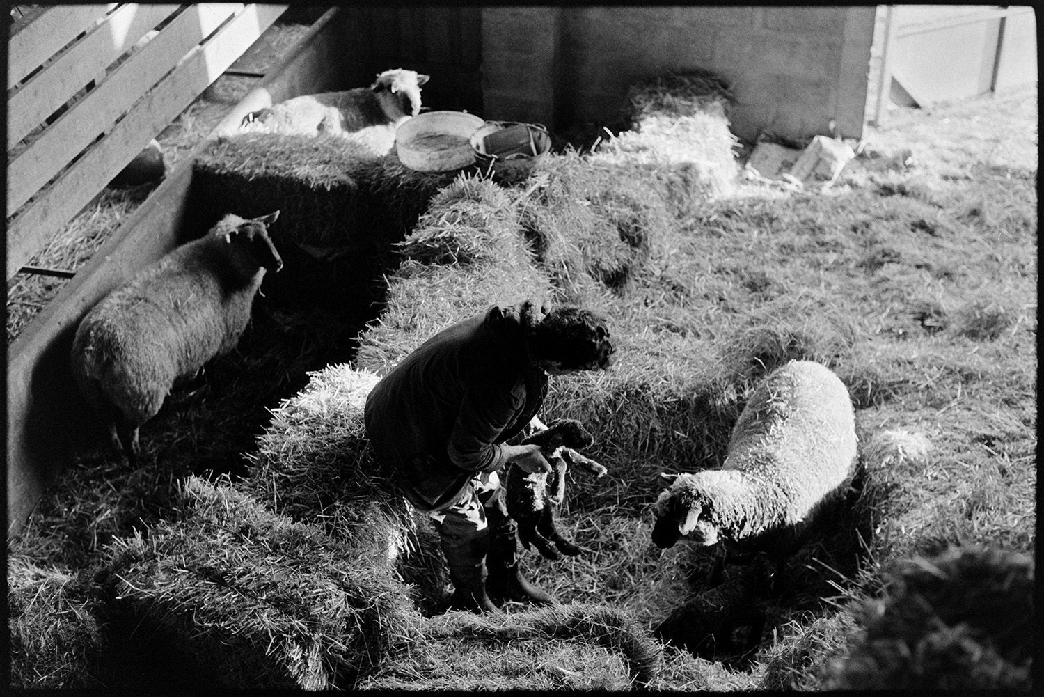 Farmer checking ewes and lambs and feeding in barn. 
[Graham ward checking ewes and lambs in a barn at Parsonage, Iddesleigh. The ewes and lambs are surrounded by hay bales.]