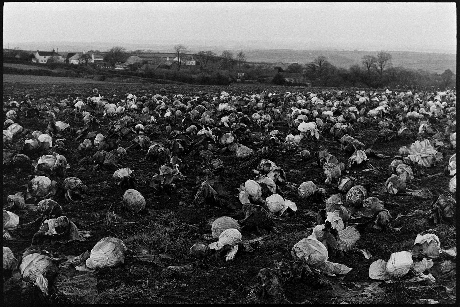 Field of cabbages. 
[A field with a crop of cabbages at Week, High Bickington. Trees and houses can be seen in the background.]