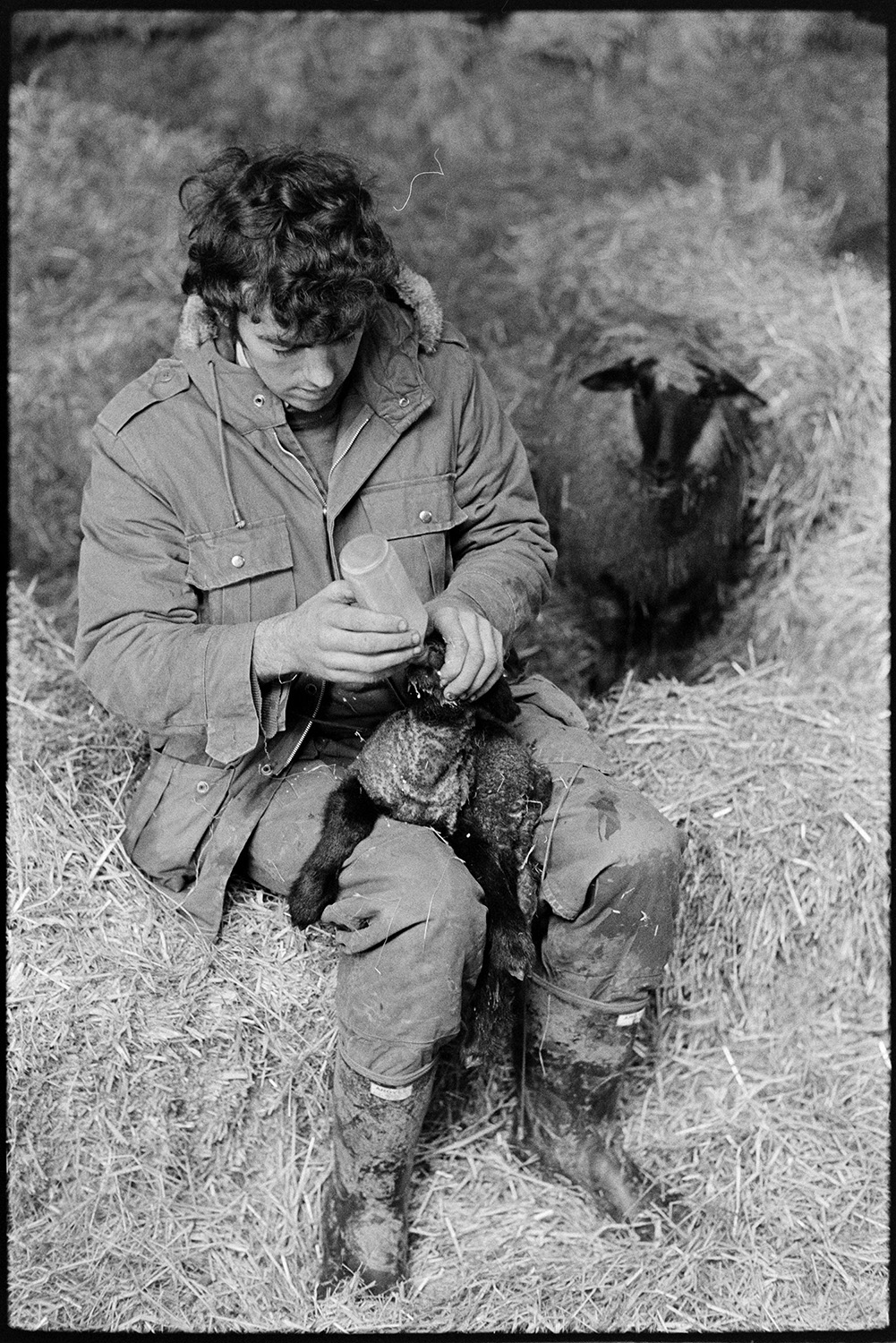Farmer feeding lambs with milk in field and barn. 
[Graham Ward sat on a hay bale and bottle feeding a lamb in a barn at Parsonage, Iddesleigh. A ewe is looking on in the background.]