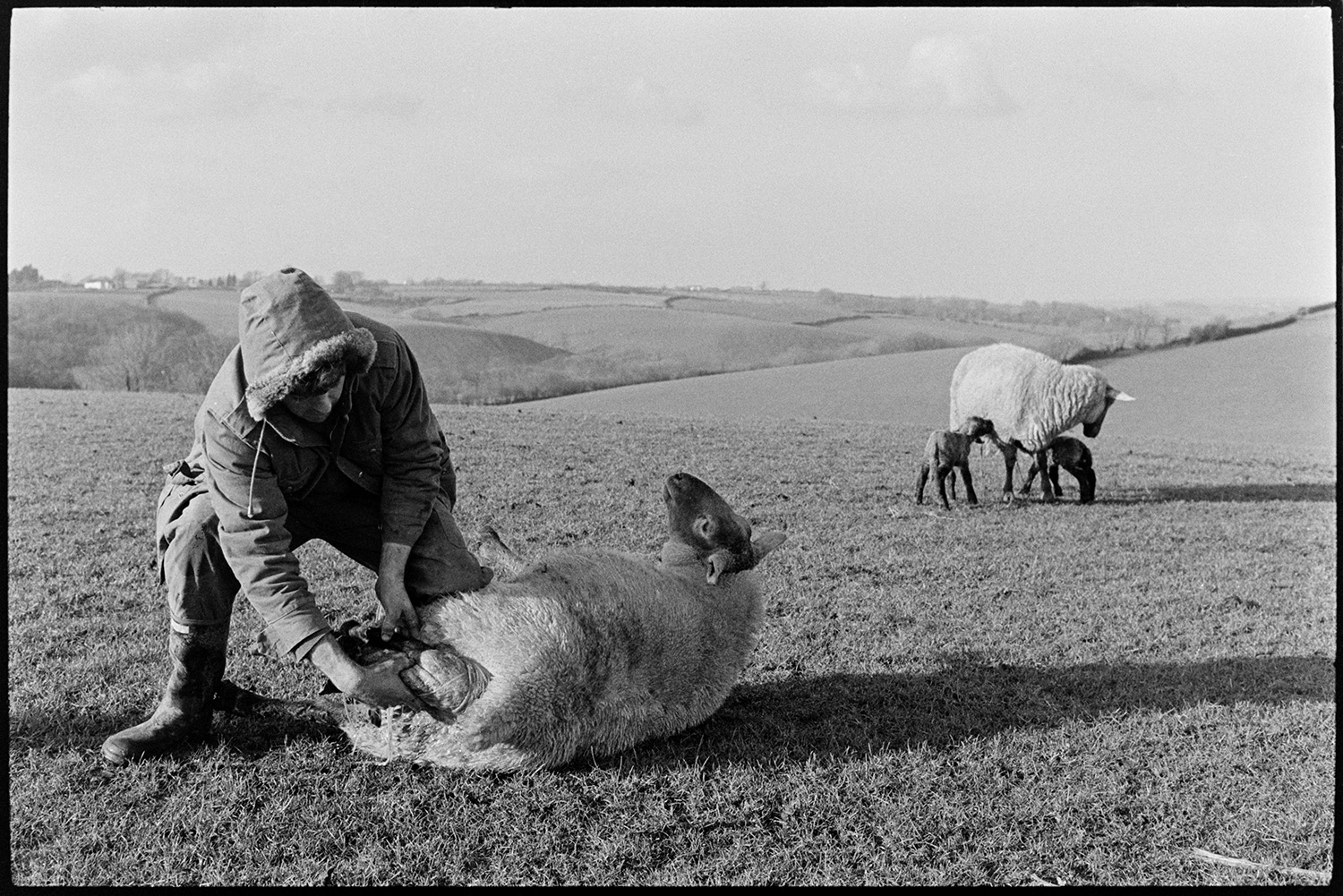 Farmer delivering lamb in field. 
[Graham Ward helping a ewe give birth in a field at Parsonage, Iddesleigh. Another ewe with two lambs can be seen in the background.]