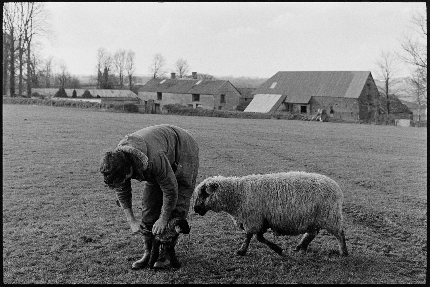 Farmer feeding lambs with milk in field and barn. 
[Graham Ward checking a lamb in a field at Parsonage, Iddesleigh. The ewe is stood next to him and various farm buildings and barns can be seen in the background.]