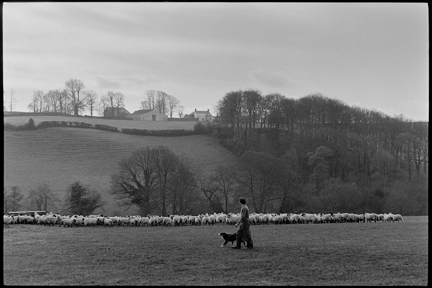 Farmer feeding, checking sheep, filling hayrack. 
[Graham Ward walking through a field with a dog at Parsonage, Iddesleigh. They are watching a flock of sheep eating from a hayrack. Trees, fields and farm buildings are visible in the background.]