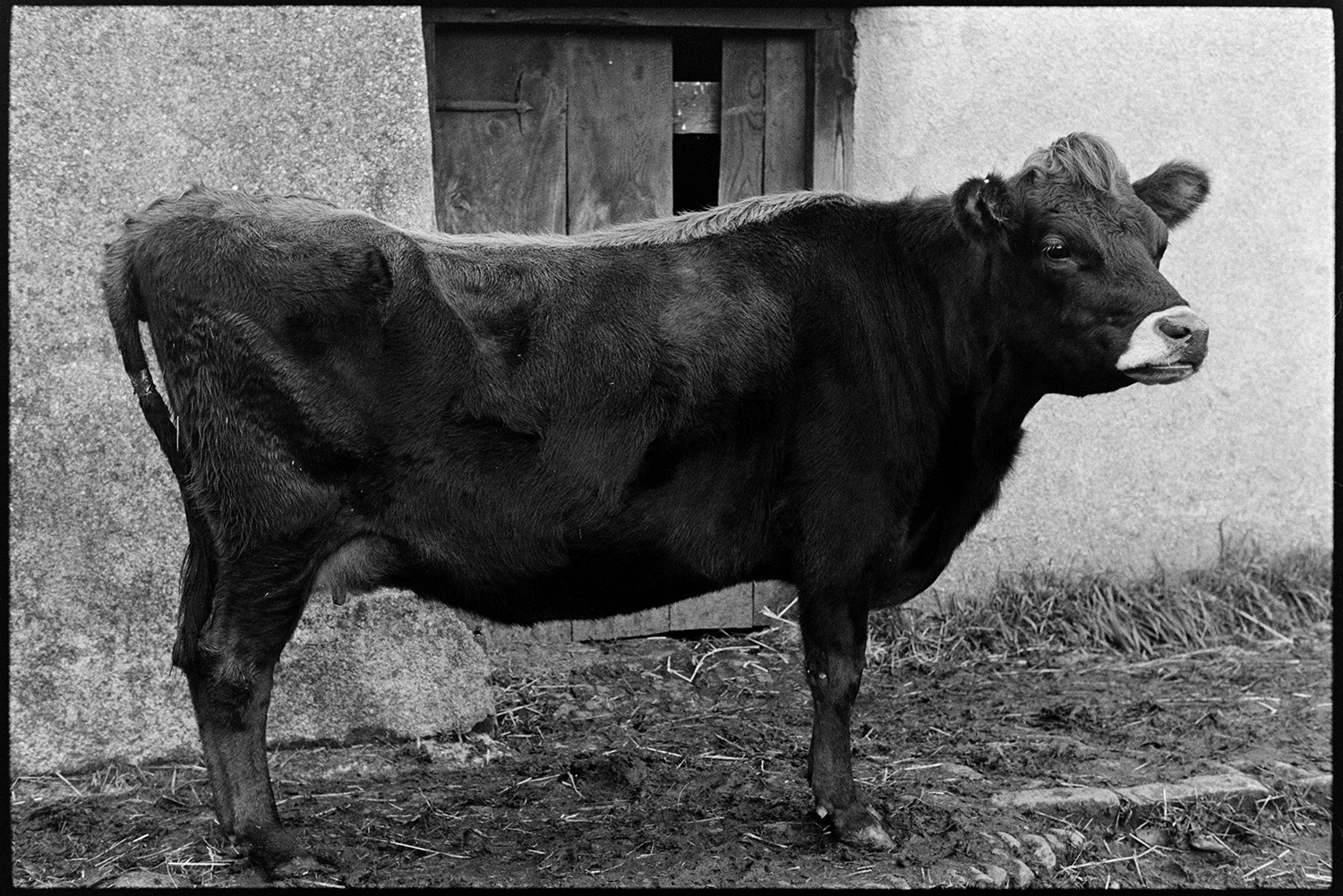 Cow in profile. 
[A cow stood in a muddy farmyard in front of the wooden door, at Parsonage, Iddesleigh.]