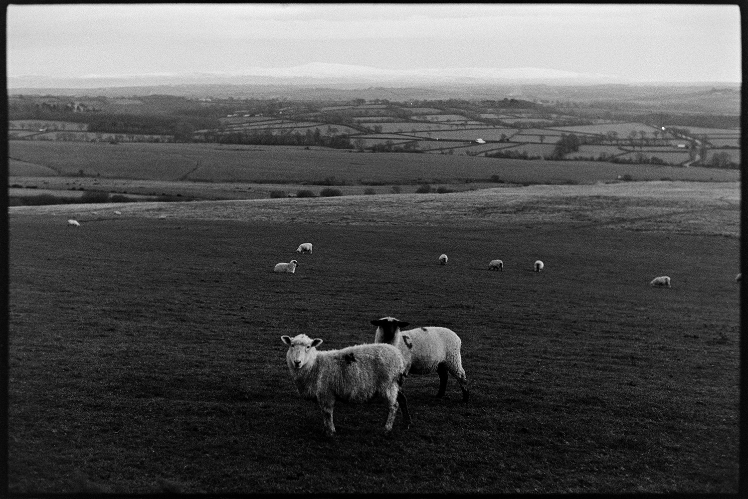 Moor with sheep evening. 
[Sheep grazing on Hatherleigh Moor in the evening. A landscape of fields and trees is visible in the background.]