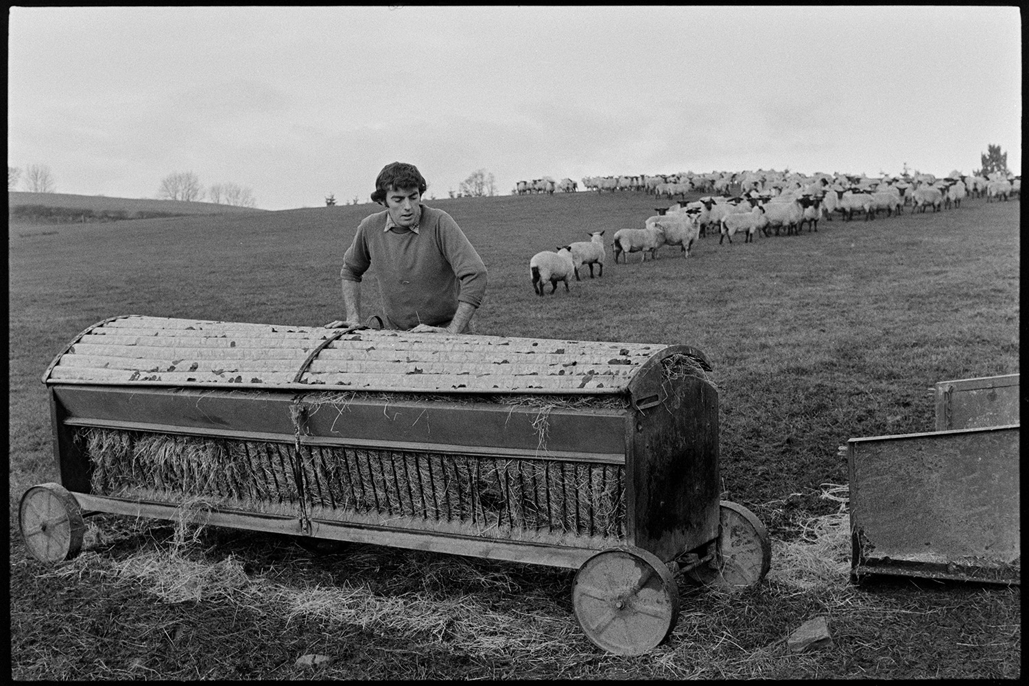 Farmer feeding, checking sheep, filling hayrack. 
[Graham Ward filling a hay rack in a field at Parsonage, Iddesleigh. A flock of sheep is waiting in the background.]