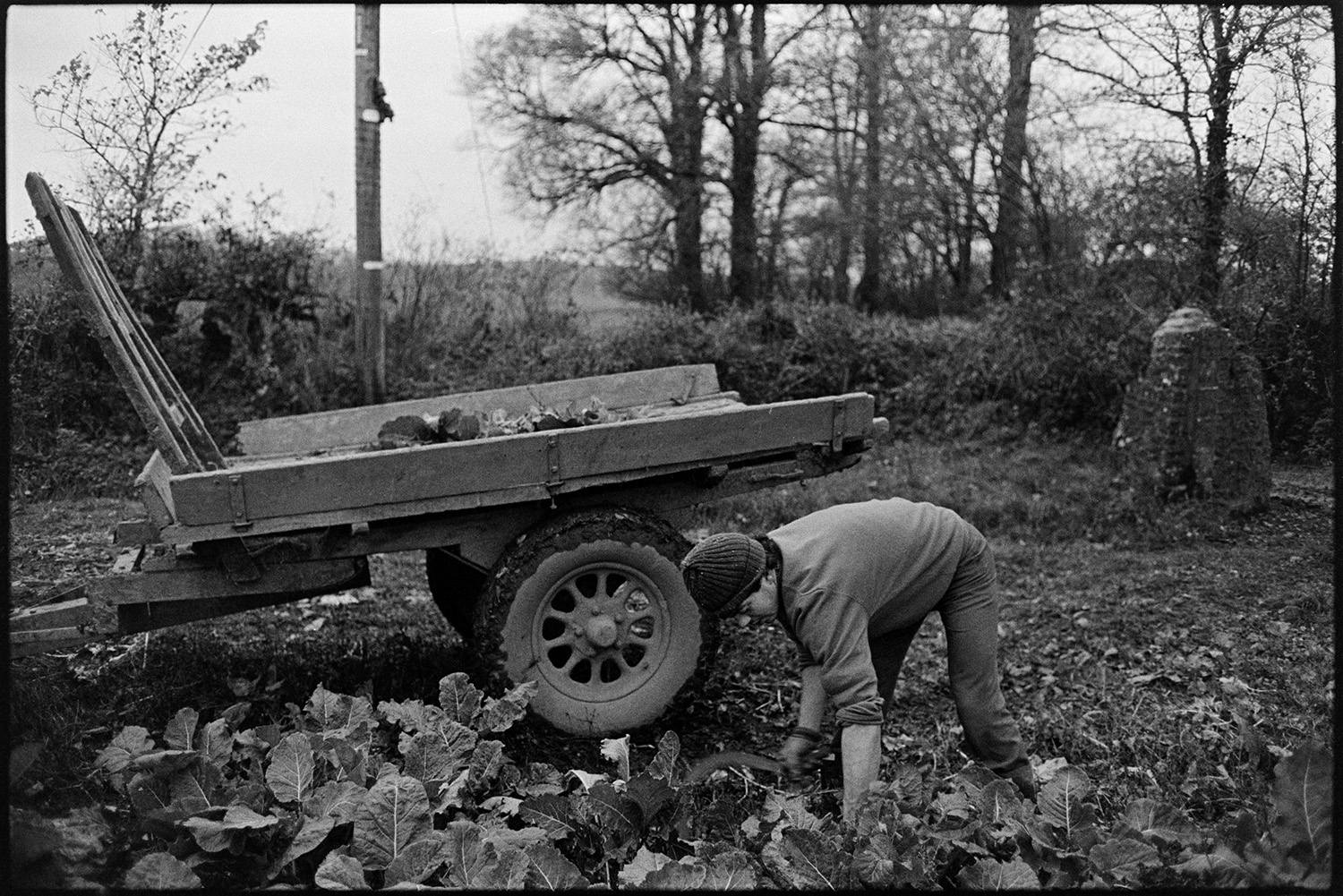 Cutting and loading kale. 
[David Ward cutting kale with a billhook and loading it onto a trailer in a field at Parsonage, Iddesleigh.]