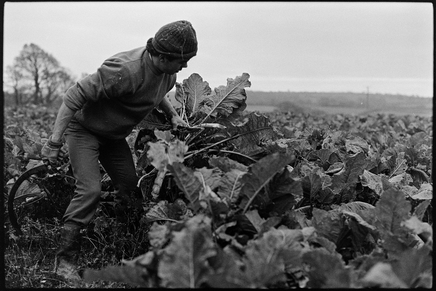 Cutting and loading kale. 
[David Ward cutting kale with a billhook at Parsonage, Iddesleigh.]