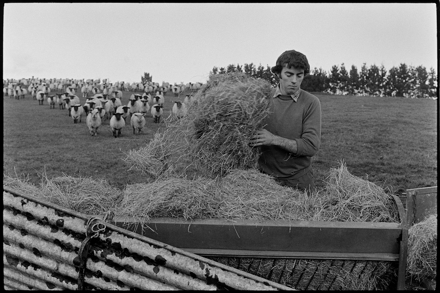 Feeding sheep, filling hayrack. 
[Graham Ward filling a hayrack for sheep in a field at Parsonage, Iddesleigh. The flock of sheep are walking towards the hayrack.]