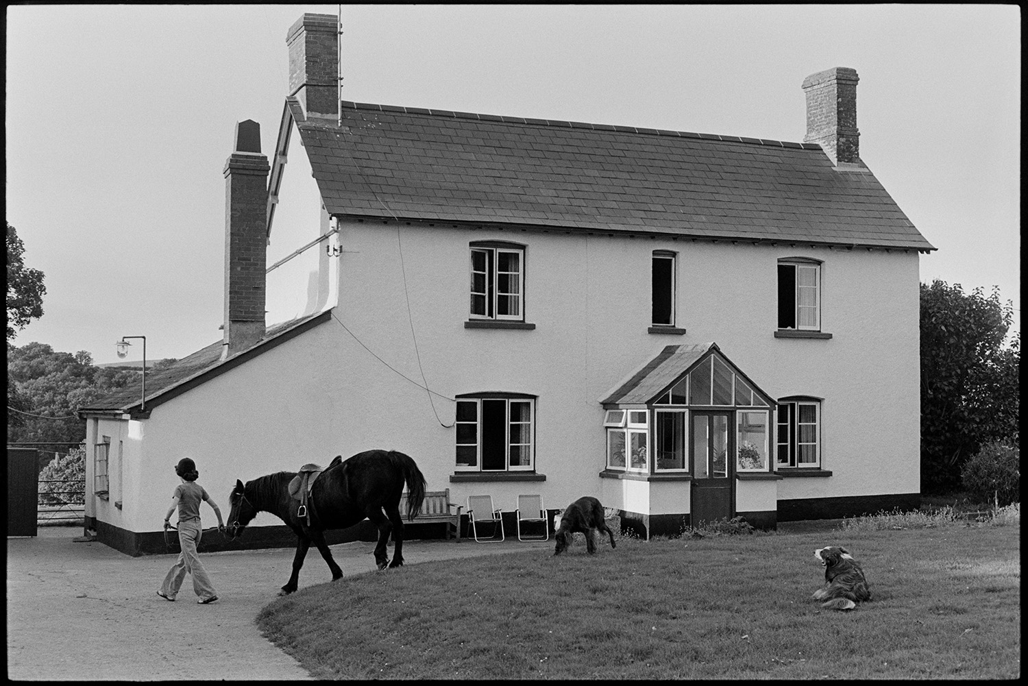 Pony in front of farmhouse and setting off.
[Elizabeth Ward leading her pony in front of the farmhouse at Parsonage, Iddesleigh. Two dogs are on the lawn in front of the house.]