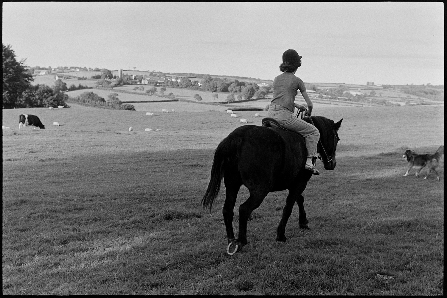 Pony in front of farmhouse and setting off.
[Elizabeth Ward riding her pony through a field at Parsonage, Iddesleigh. She is accompanied by a dog. Cattle and sheep can be seen grazing in the background and a village is visible in the distance.]