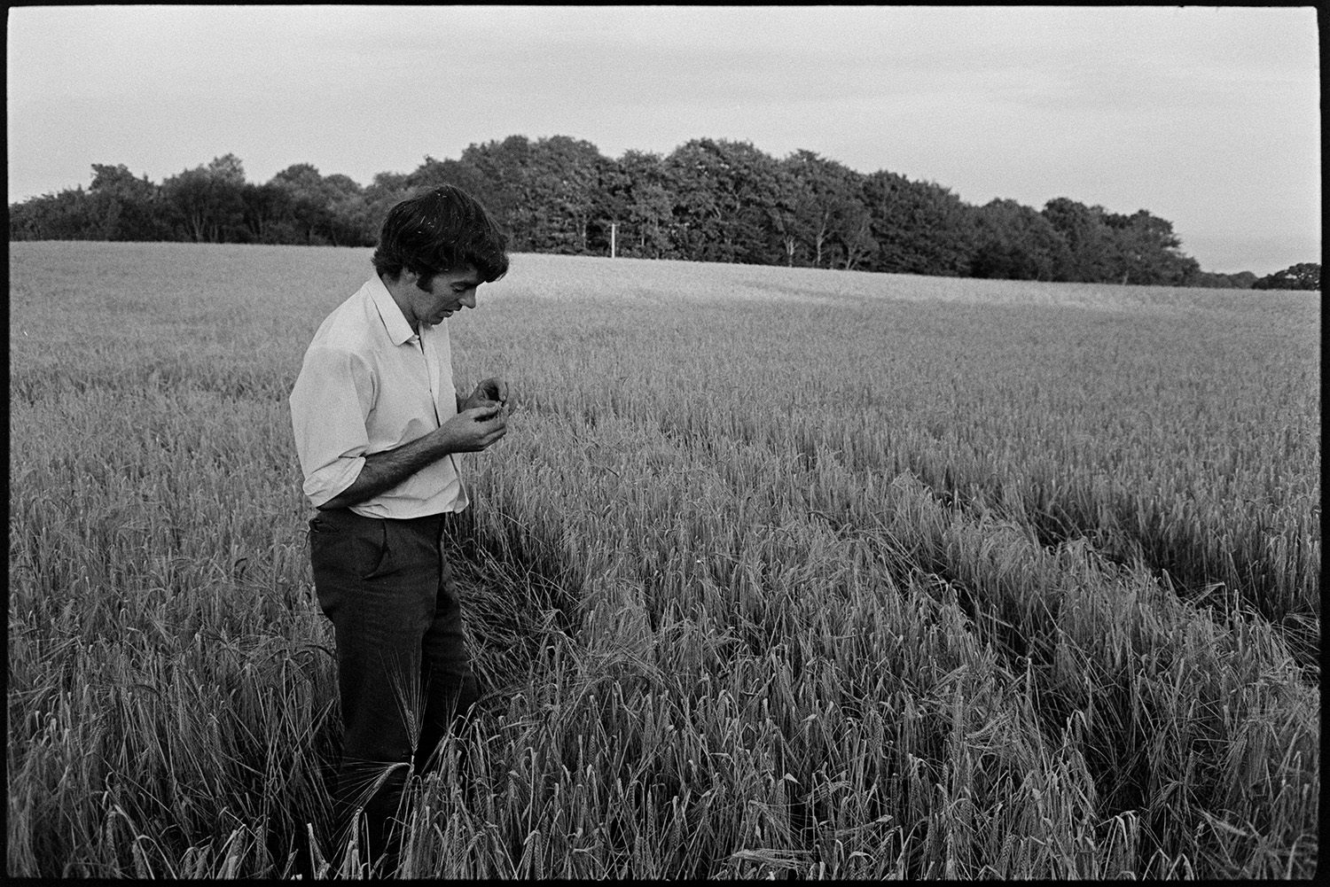 Either David Ward or Graham Ward stood in a field with a crop of wheat or barley, at Parsonage, Iddesleigh.