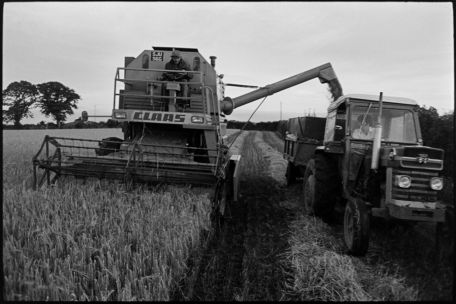 Combine harvester working in field. 
[A combine harvester filling a tractor and trailer with grain in a field at Parsonage, Iddesleigh.]