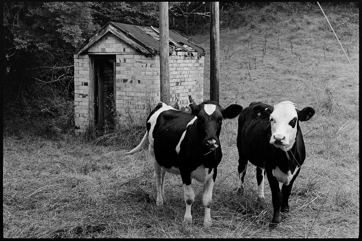 Cows in front of old engine house, for water pump. 
[Two cows stood in front of a pump house or engine house in a field at Halsdon Mill, Dolton. The roof of the pump house is collapsing.]