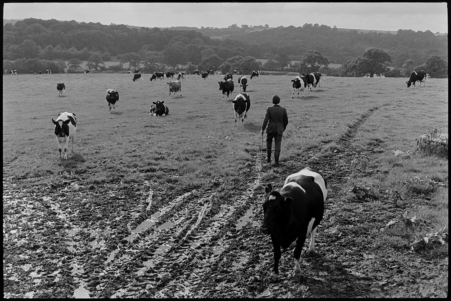 Cows coming in to be milked. 
[David Ward bringing in cows to be milked from a field at Nethercott, Iddesleigh. The herd of cattle are walking towards the field entrance and woodland can be seen in the background.]