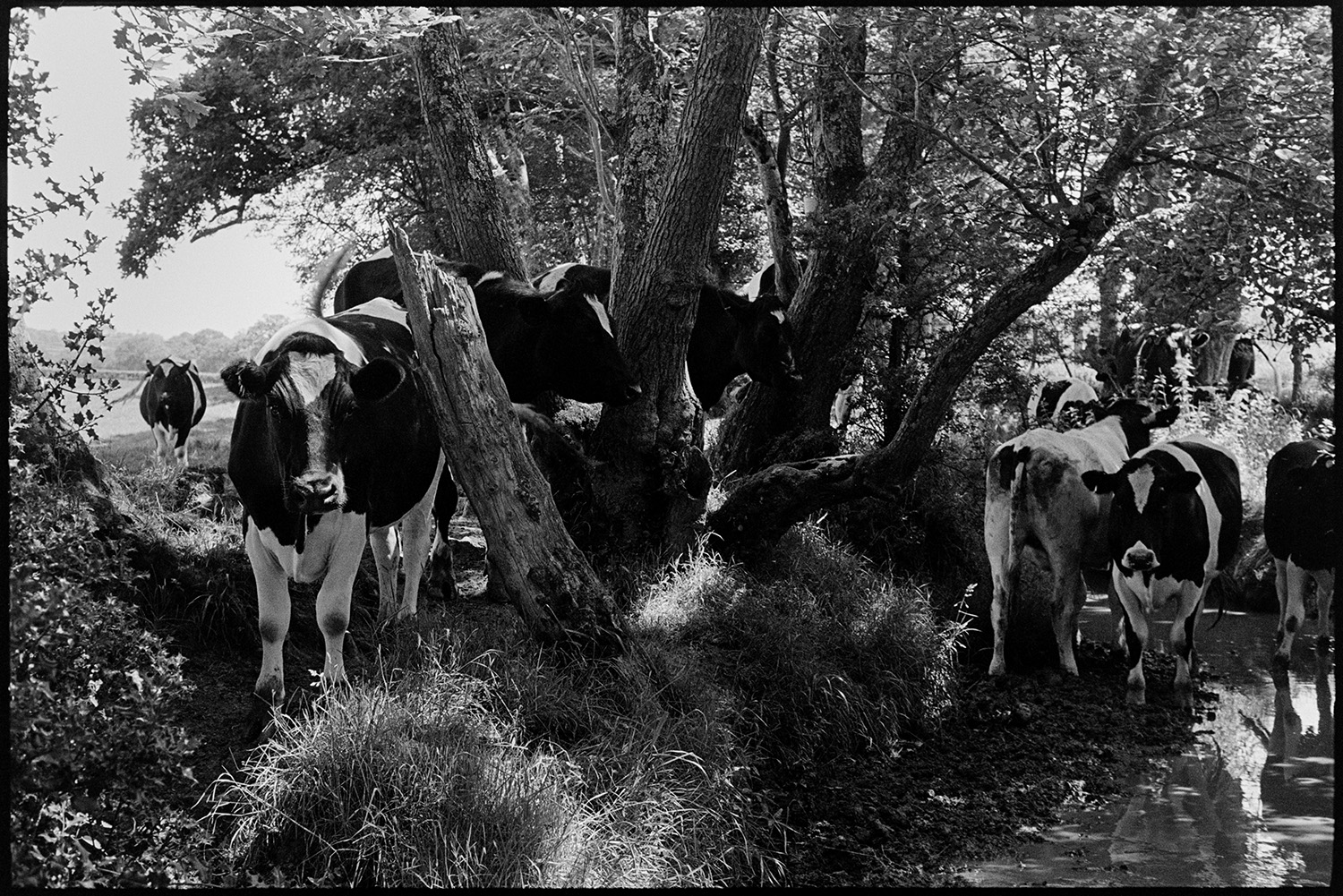 Horned bullocks in field. 
[A herd of bullocks by trees in a hedge in a field at Berry, Iddesleigh.]