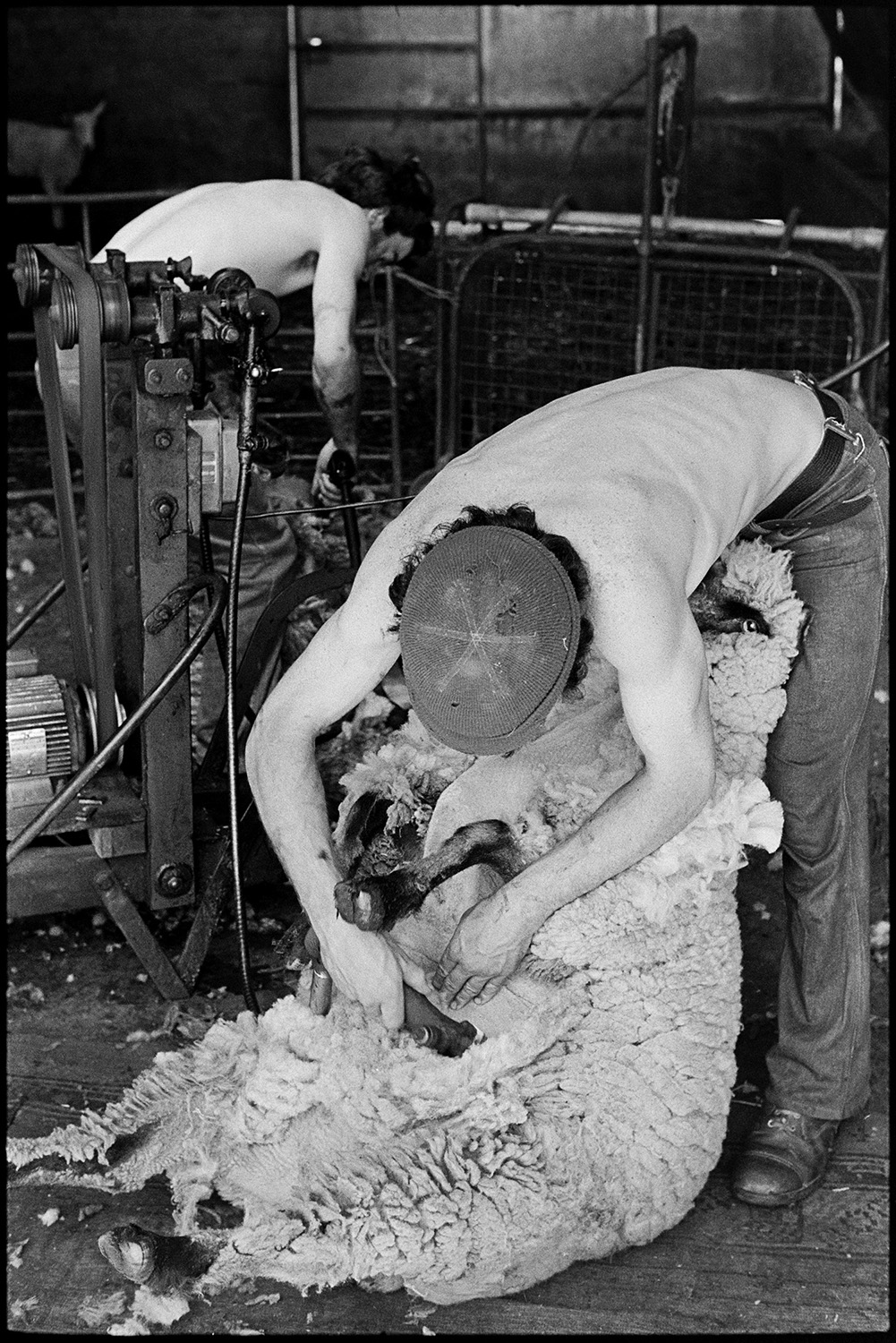Shearing sheep. 
[David Ward and Graham Ward shearing sheep using shearing machines in a barn at Parsonage, Iddesleigh.]